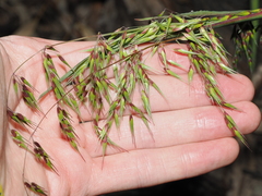 Ehrharta longiflora