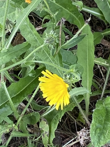 Picris hieracioides
