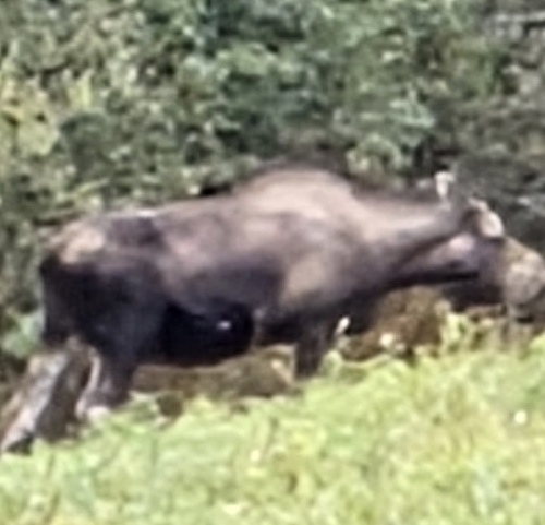 Moose