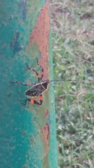 Pachylis acutangulus