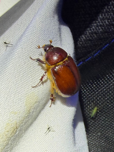 Carrot Beetle