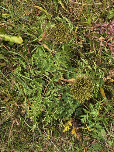 Western Hemlock-parsley