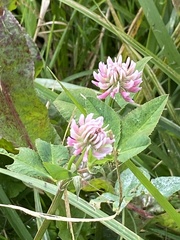 Trifolium hybridum