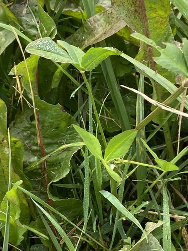 Trifolium hybridum, photograph 2
