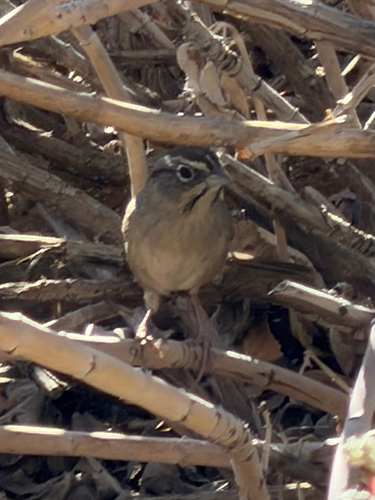 Rufous-crowned Sparrow