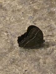 褐翅蔭眼蝶