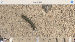 Batrachoseps gregarius