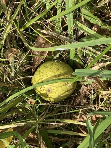 Juglans nigra, photograph 2