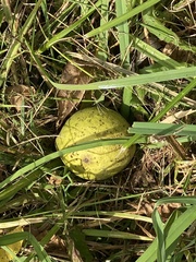 (c) Sandy Wolkenberg, some rights reserved (CC BY) Juglans nigra, photograph (c) Sandy Wolkenberg, some rights reserved (CC BY)