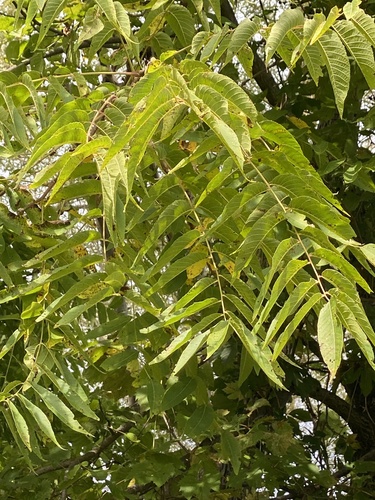 Juglans nigra, photograph 3
