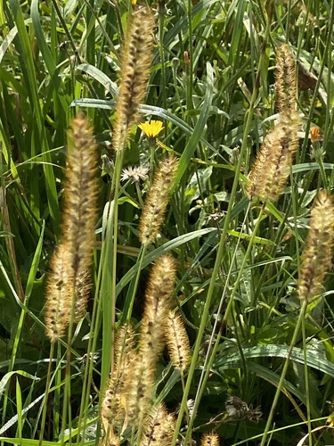 Setaria pumila, photograph 3