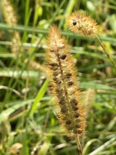 Setaria pumila, photograph 2