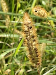 Setaria pumila, photograph (c) Sandy Wolkenberg, some rights reserved (CC BY)