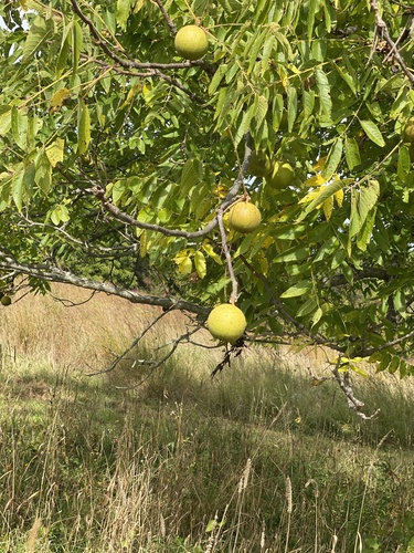 Juglans nigra