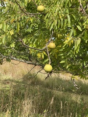 Juglans nigra
