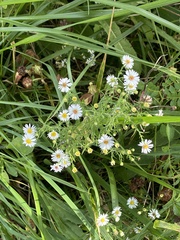 (c) Sandy Wolkenberg, some rights reserved (CC BY) Symphyotrichum pilosum, photograph (c) Sandy Wolkenberg, some rights reserved (CC BY)