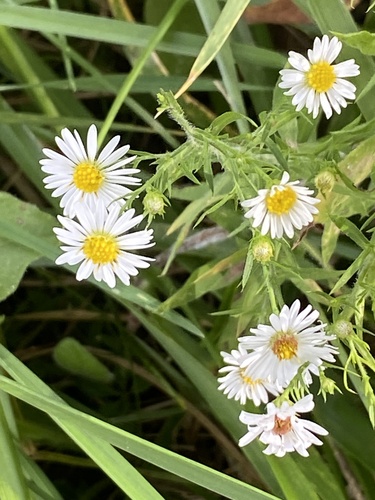 Symphyotrichum pilosum, photograph 1