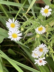 Symphyotrichum pilosum