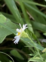 (c) Sandy Wolkenberg, some rights reserved (CC BY) Symphyotrichum pilosum, photograph (c) Sandy Wolkenberg, some rights reserved (CC BY)