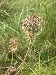 Daucus carota
