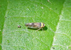 Colladonus montanus reductus