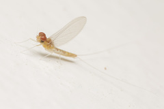 Cloeon bengalense