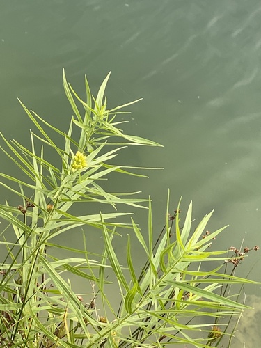 Euthamia graminifolia, photograph 2
