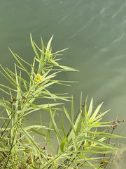 Euthamia graminifolia, photograph (c) Sandy Wolkenberg, some rights reserved (CC BY)