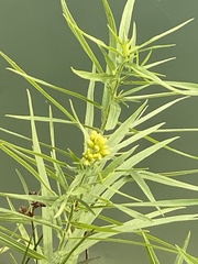 Euthamia graminifolia