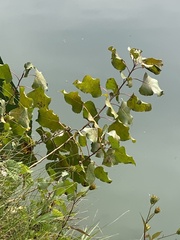 (c) Sandy Wolkenberg, some rights reserved (CC BY) Populus deltoides, photograph (c) Sandy Wolkenberg, some rights reserved (CC BY)