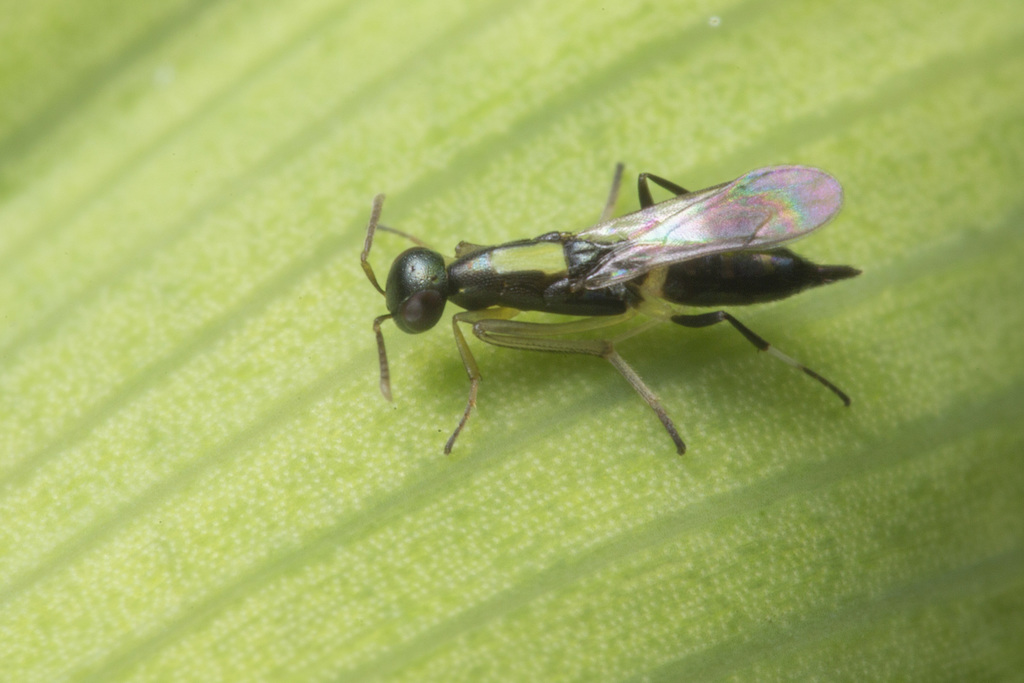 Nonak Insect Neanastatus from Yishun Street 51, Singapore on May 21, 2020 at 10:05 ...
