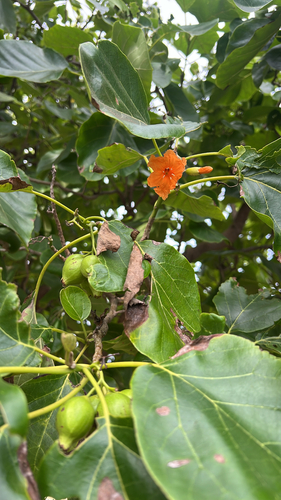 Cordia subcordata observed 2026-09-26