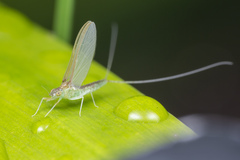 Cloeon bengalense