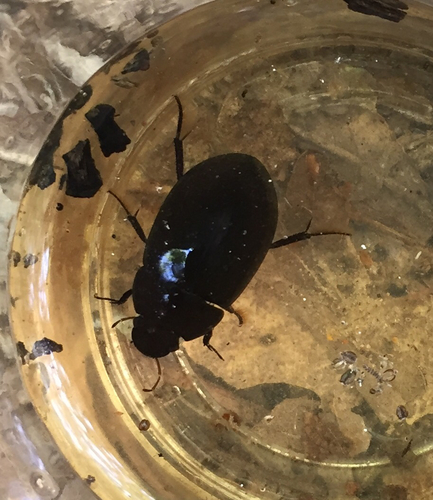 Kleiner Kolbenwasserkäfer