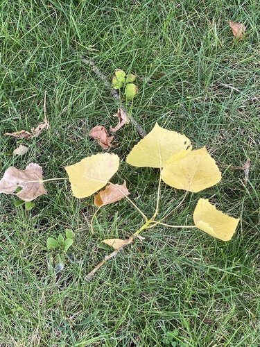 Populus deltoides