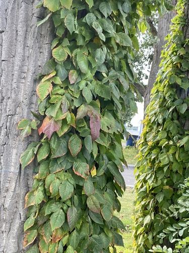 Toxicodendron radicans