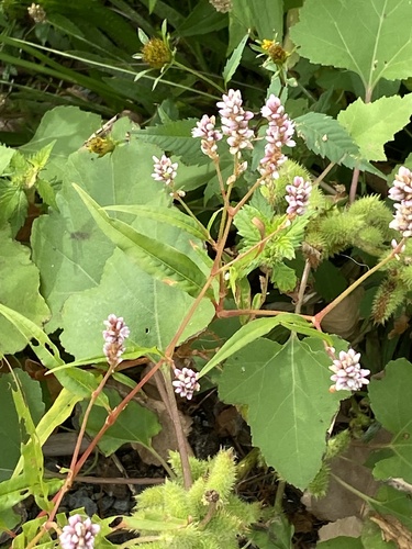 Persicaria pensylvanica