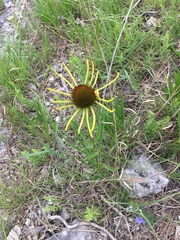 Echinacea paradoxa
