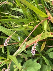 Persicaria pensylvanica, photograph (c) Sandy Wolkenberg, some rights reserved (CC BY)