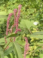 (c) Sandy Wolkenberg, some rights reserved (CC BY) Persicaria lapathifolia, photograph (c) Sandy Wolkenberg, some rights reserved (CC BY)