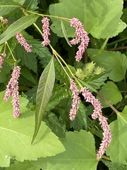 Persicaria lapathifolia