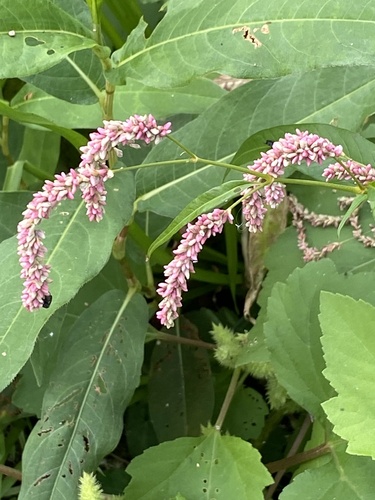 Persicaria lapathifolia, photograph 2