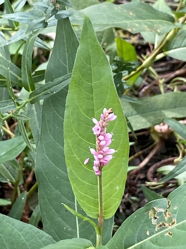 Persicaria amphibia