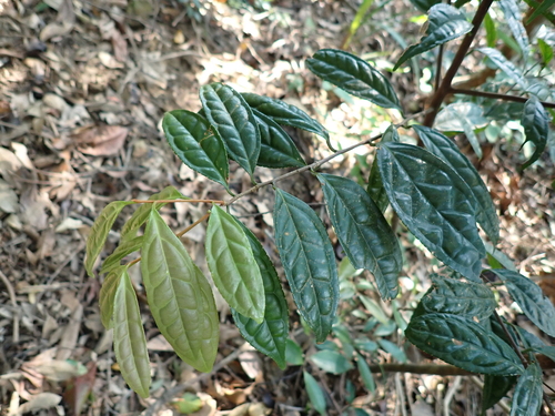 Symplocos adenophylla observed 2026-09-17