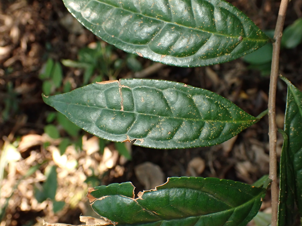 Symplocos adenophylla