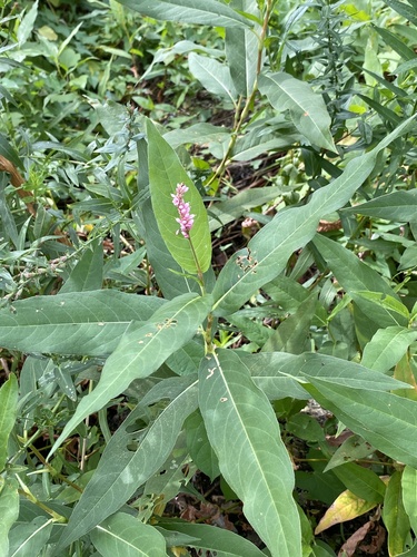 Persicaria amphibia, photograph 2