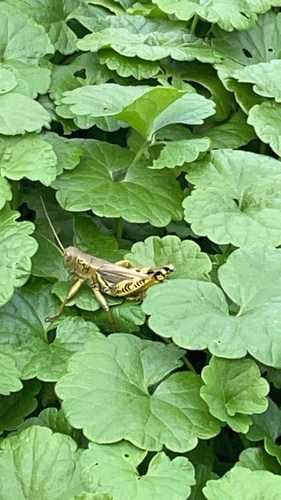 Differential Grasshopper