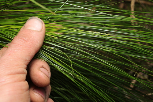 Fine-leaved Bastard Grass