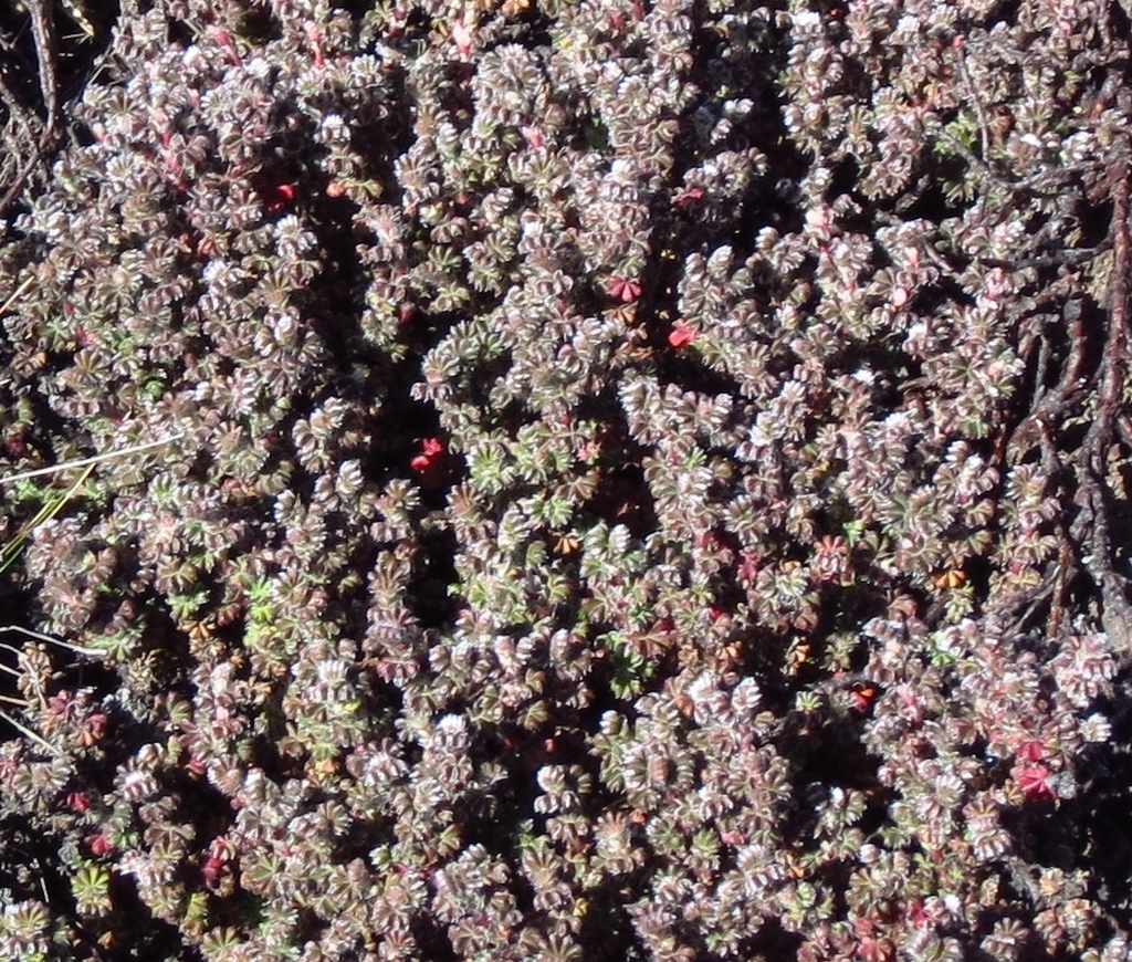Geraniifoliae