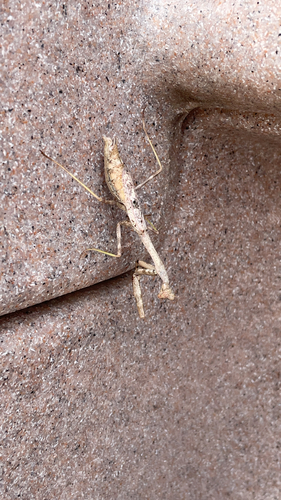 Carolina Mantis